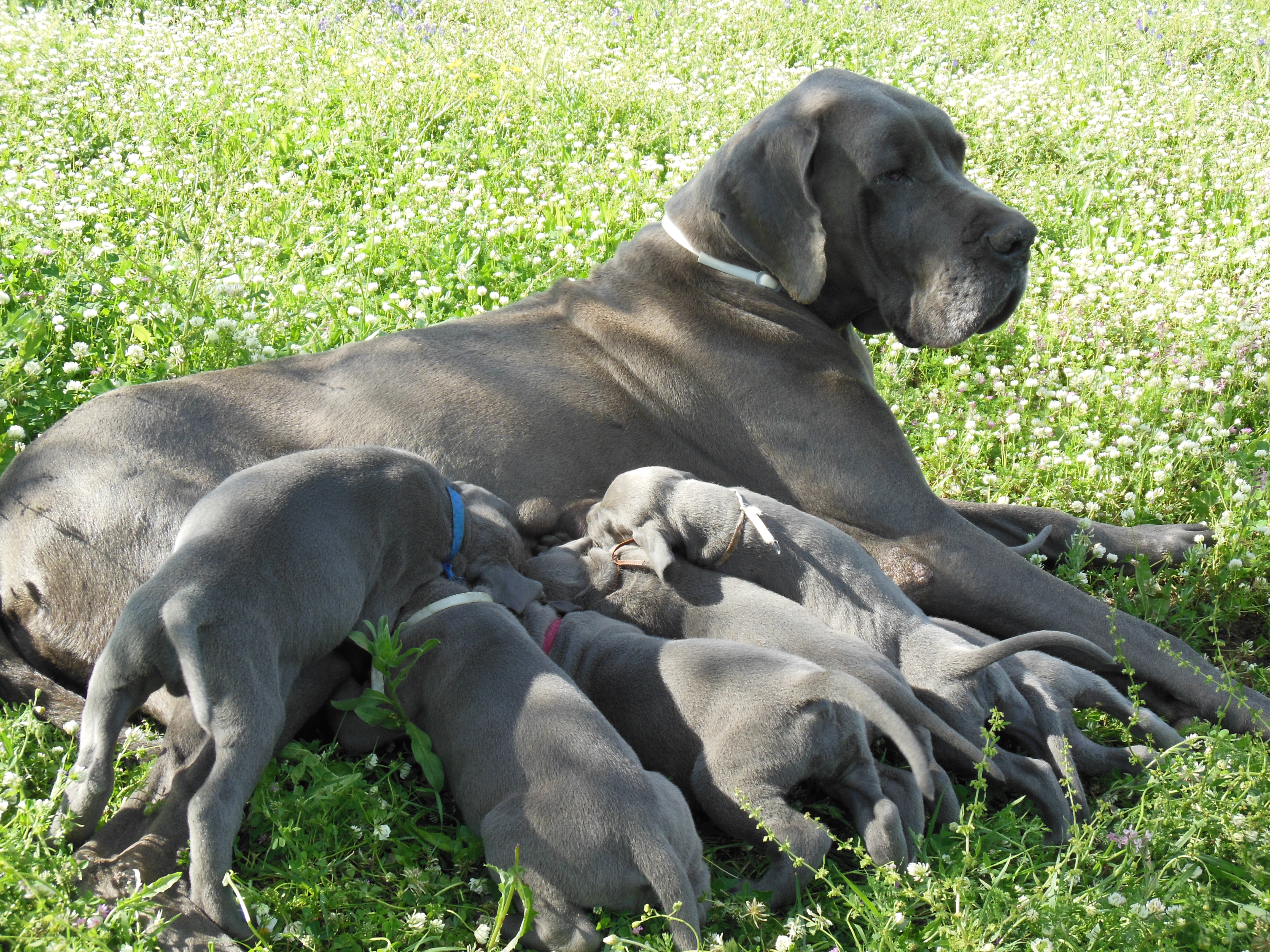 23 madre con cuccioli